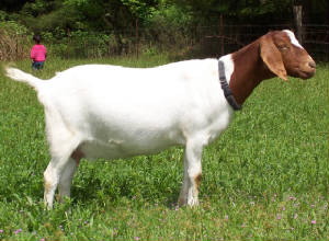 00052.jpg