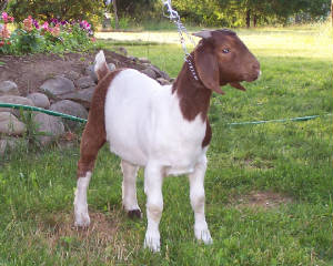 1bessie.jpg