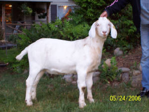 goatbabie110.jpg